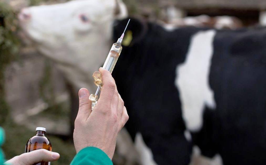 Pet Supplements Market Growth Accelerates as Demand Surges Across Key Industries