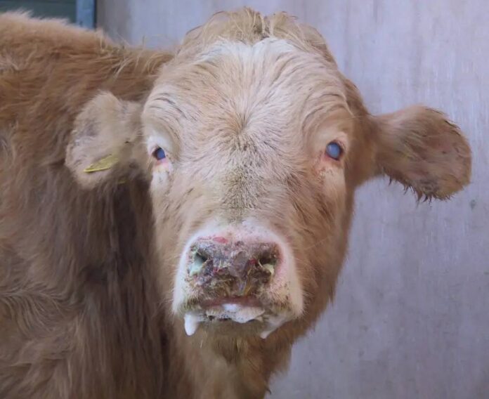 تب برفکی کنترل شد